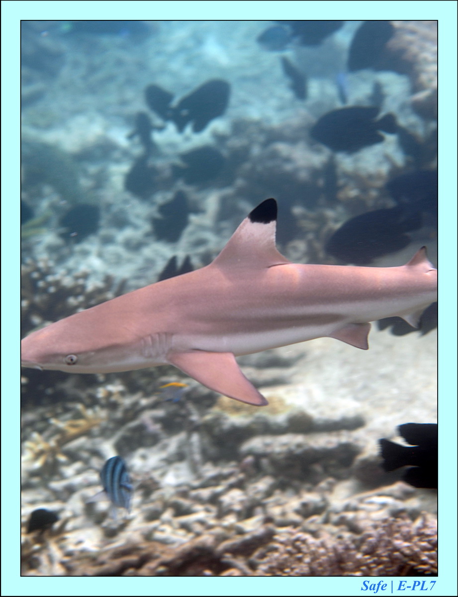 2016 - 07 - Leng Tengah - 046